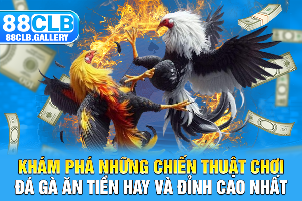 Khám phá những chiến thuật chơi đá gà ăn tiền hay và đỉnh cao nhất